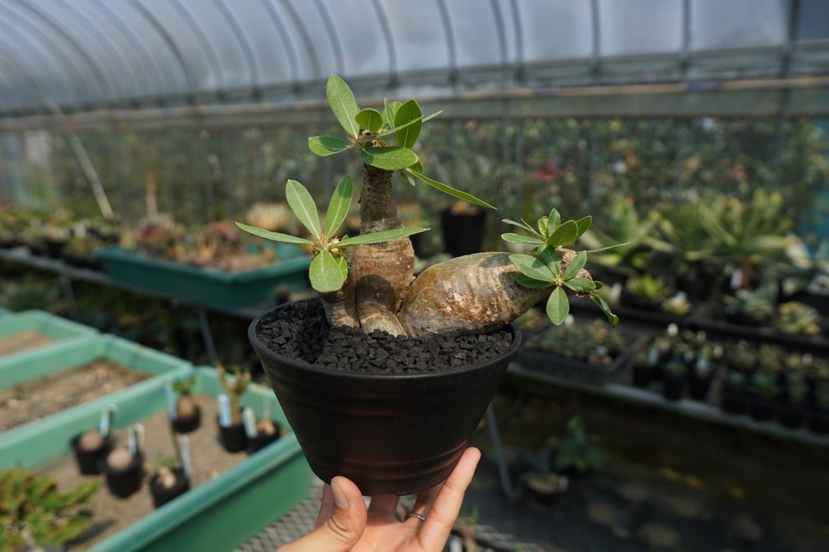 パキポディウム マカイエンセ Pachypodium makayense No.4 | man