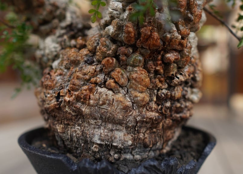 オペルクリカリア パキプス Operculicarya pachypus | mana's f