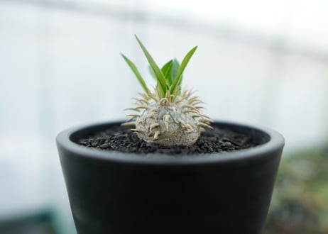 パキポディウム　恵比寿笑い　Pachypodium brevicaule　No.10