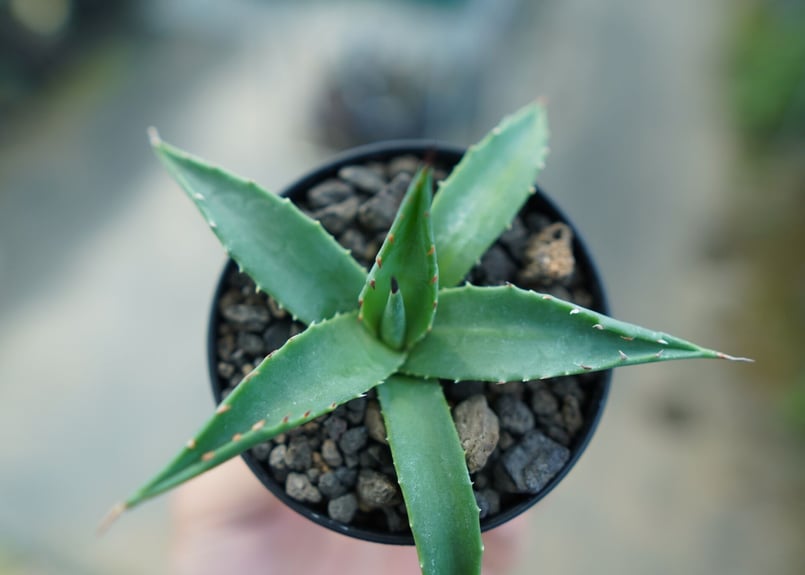 アガベ オバティフォリア オルカ ドライガーデン ユッカ アロエ 地植え