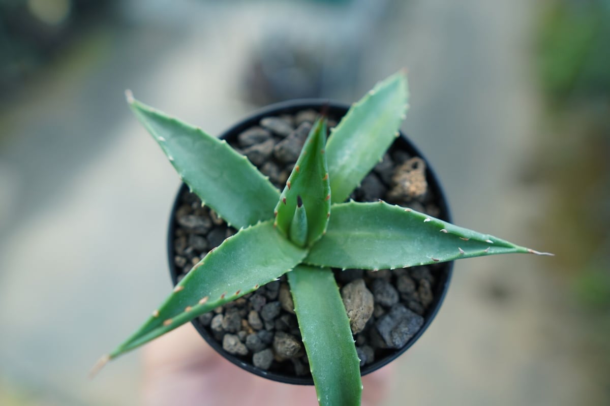 fit=scale-down,w=1200