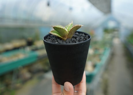 アガベ　チタノタ　追星 agave titanota cok