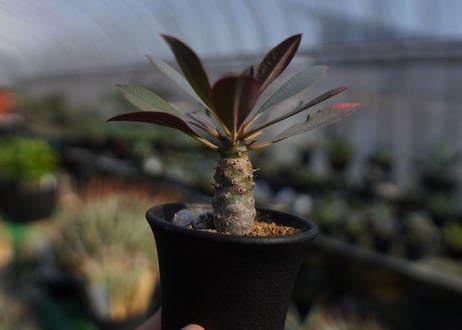 ユーフォルビア　パキポディオイデス　Euphorbia pachypodioides　NO.1