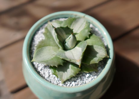 CATEGORY 多肉植物 | mana's green:塊根植物販売|マナズグリーン CATEGORY 多肉植物 | mana's green:塊根植物販売|マナズグリーン