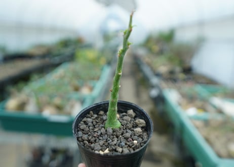 アデニア　グラウカ　Adenia Glauca　No.1