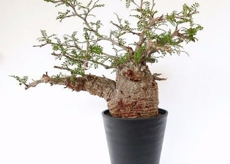 オペルクリアパキプス 発根済 塊根植物 【公式通販】