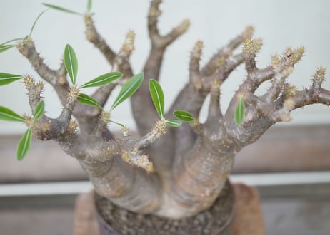 Pachypodium makayense