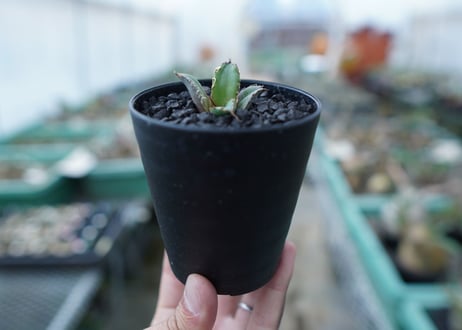 アガベ　チタノタ　FO-76　Agave titanota  FO-76　No.29