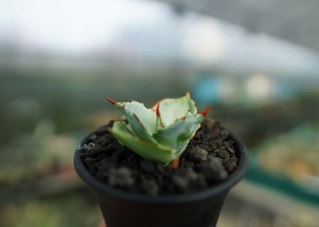 アガベ　兜蟹　Agave isthmensis “Kabutogani”　No.1