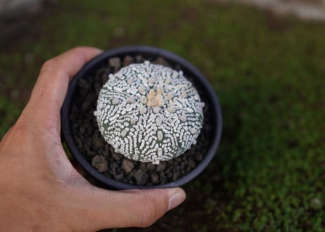 アストロフィツム　スーパー兜 Astrophytum asterias 'Super Kabuto'