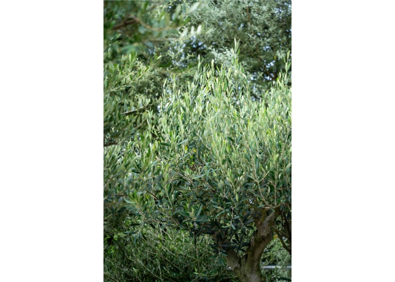 国産オリーブ ルッカ No.9 売約済 | mana's farm:塊根植物・アガベ