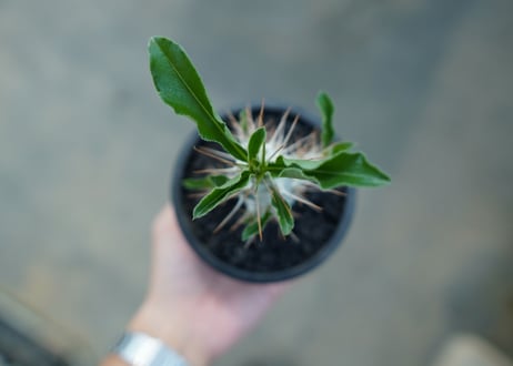 パキポディウム　サンデルシー　Pachypodeium saundersii  No.7