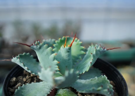 アガベ　ポタトラム　”スポーン”　agave potatorum "spawn" A7
