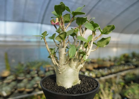 アデニウム　Adenium　No.1