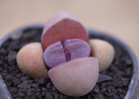 メセン 紫帝玉　Pleiospilos nelii 'Royal Flush'