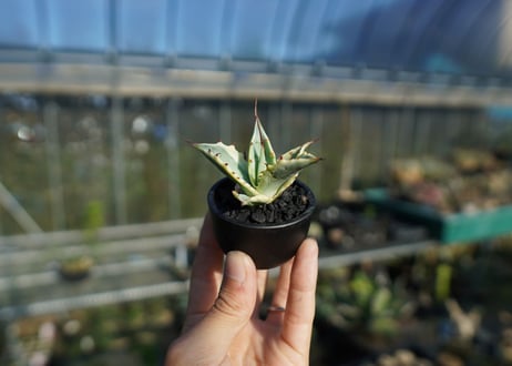 【抜き苗】アガベ 怒雷神錦　Agave potatorum verschaffeltii