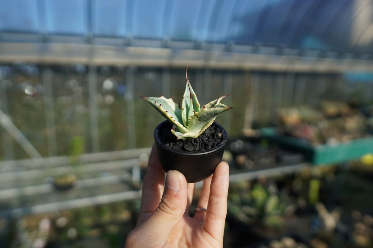 抜き苗】アガベ 怒雷神錦 Agave potatorum verschaffeltii |