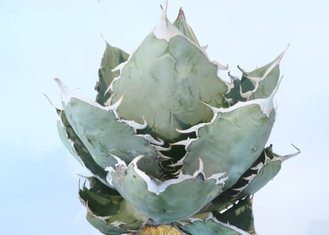 Agave titanota 'White Ice'