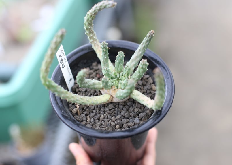 蛇籠　ガビオン　アガベ　ユーフォルビア　盆栽 蛇籠 ガビオン アガベ ユーフォルビア 盆栽 蛇籠 ガビオン