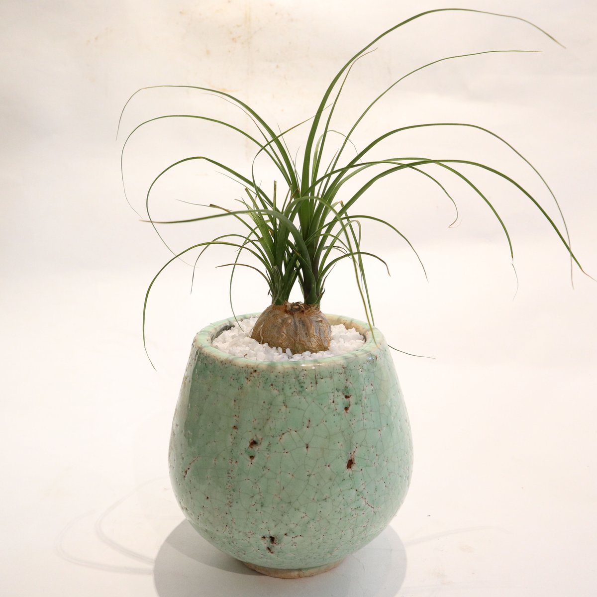 トックリラン ノリナ | mana's farm:塊根植物・アガベ・ドライ