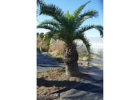 カナリーヤシ　Phoenix canariensis No.1　8/31まで送料無料