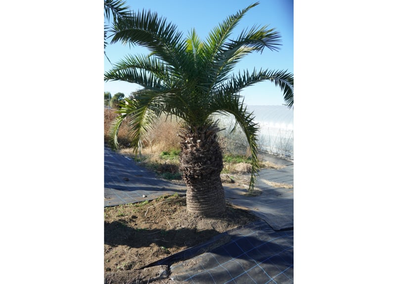 【手渡限定】カナリーヤシ カナリーヤシ Phoenix canariensis No.1 | mana's farm:塊