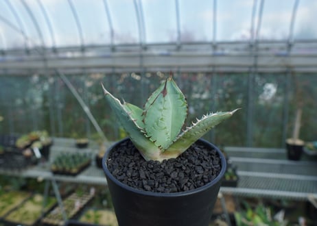 アガベ　チタノタ　ブルー　agave titanota Blue  No.2