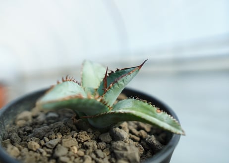 アガベ　チタノタ　ブルー　Agave titanota Blue 　NO.1