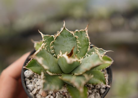 agave titanota　フィリグリー  NO.2