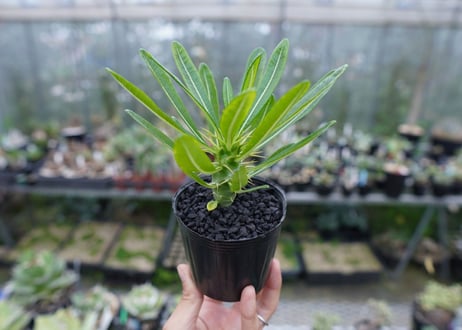 パキポディウム　アンボンゲンセ　Pachypodium ambongense　No.1