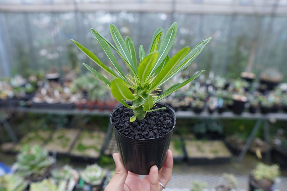 パキポディウム アンボンゲンセ Pachypodium ambongense No.1 | m