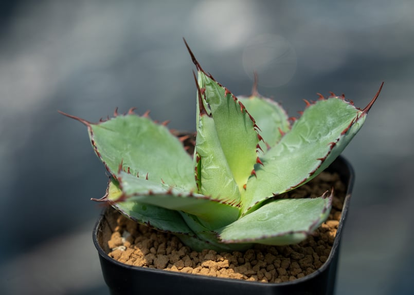 アガベ グアダラハラナ カキコ株 | mana's farm:塊根植物・アガベ