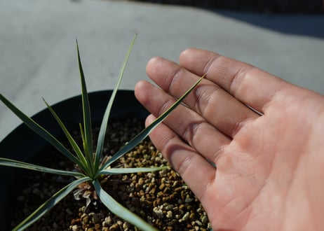ユッカ　ロストラータ　yucca rostrata No.1