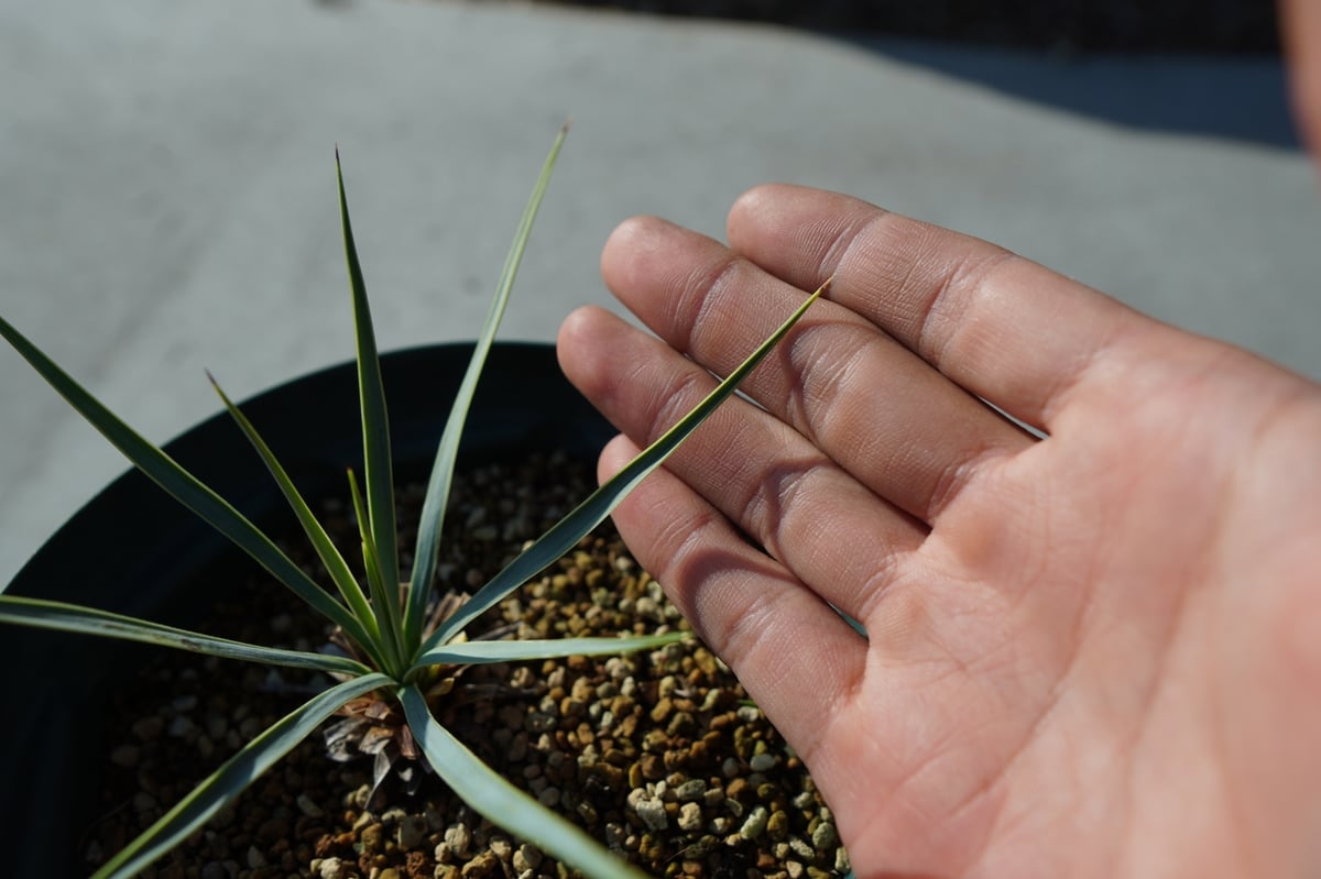 ユッカ　ロストラータ　1 ユッカ ロストラータ Yucca rostrata 1 | ガレージプラス Wood&Works