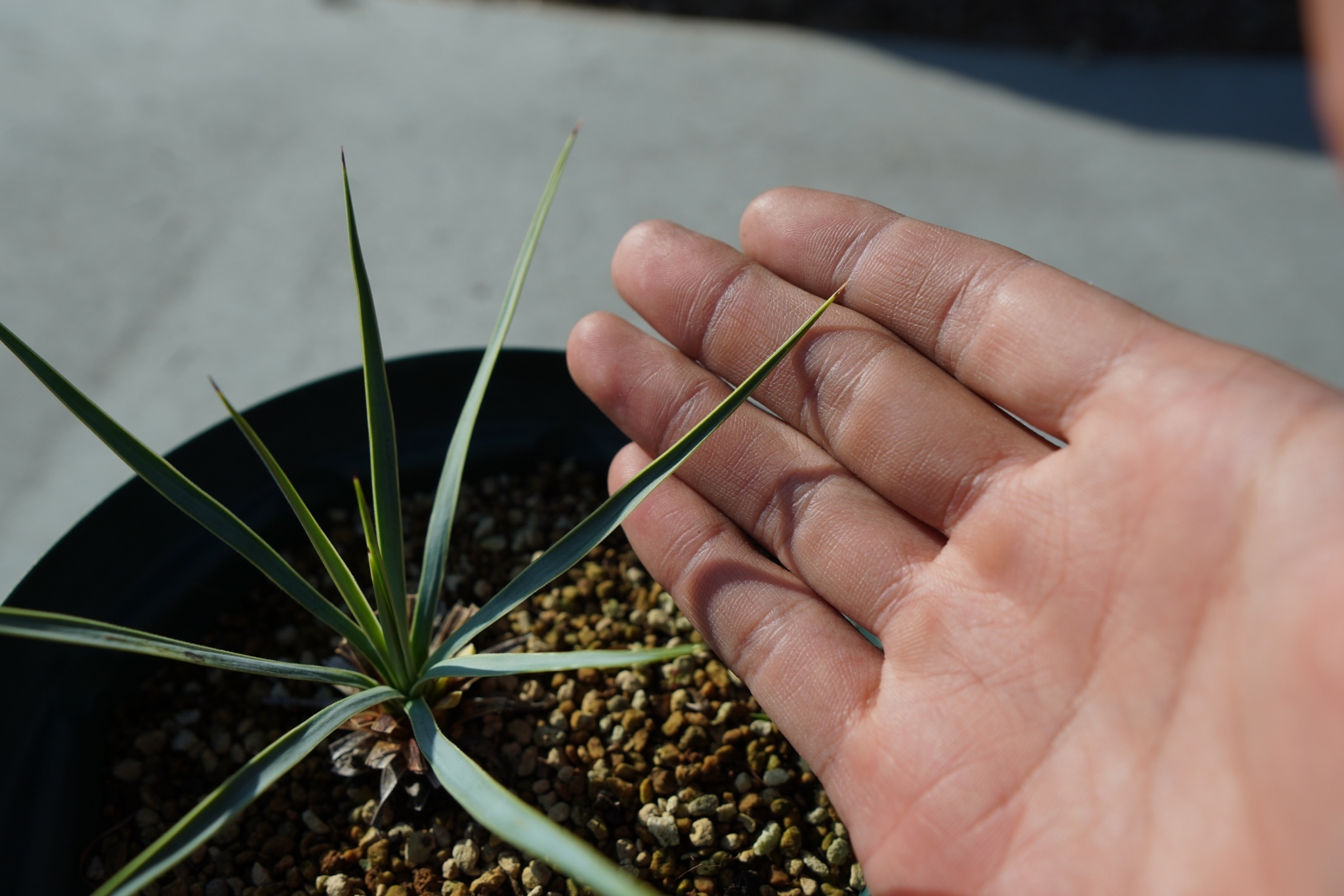 ユッカ ロストラータ yucca rostrata No.1 | mana's farm:塊根