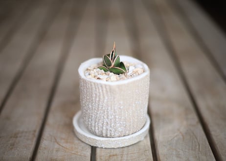 サンセベリア  ロリダ 　 Sansevieria rorida