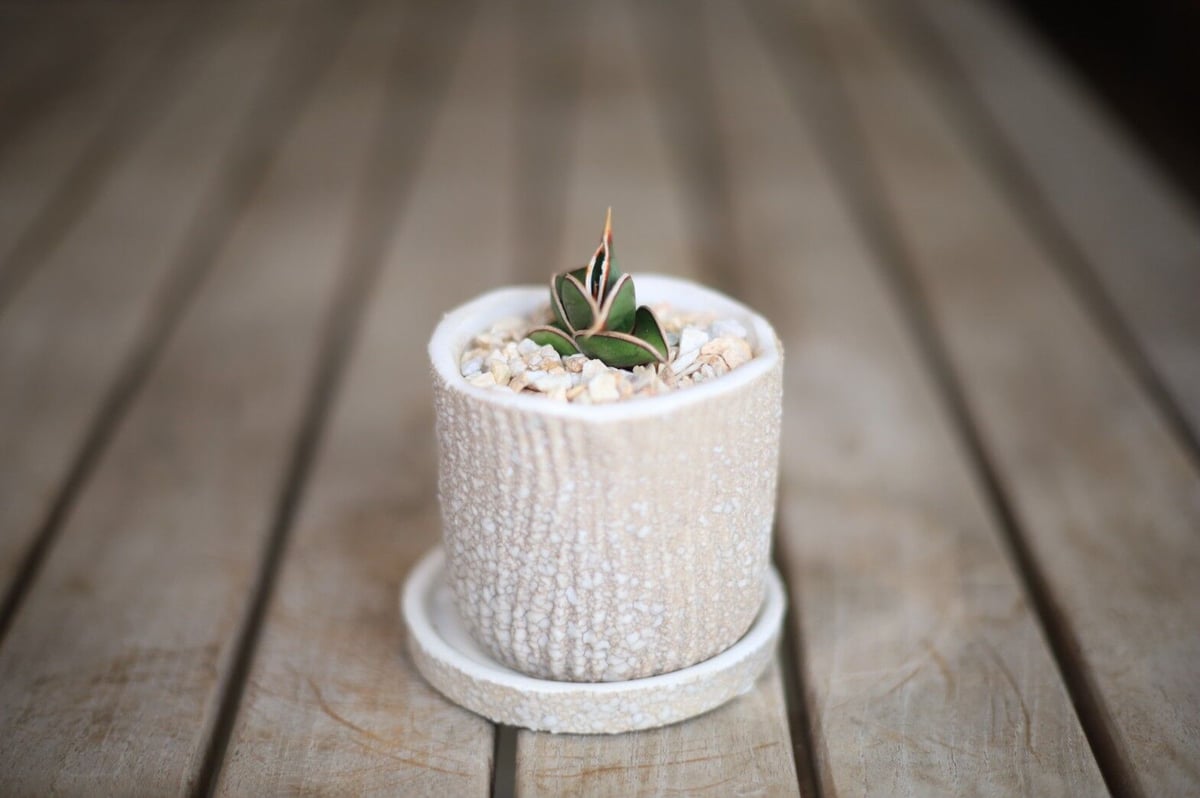 ま*か様 サンスベリア Sansevieria banana & rorida ま*か様 サンスベリア Sansevieria banana & rorida