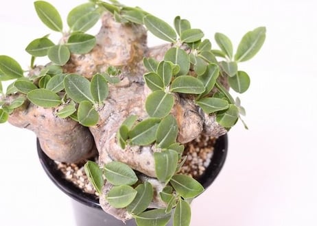 Pachypodium brevicaule　パキポディウム  ブレビカウレ　恵比寿笑い 　no.2 大株