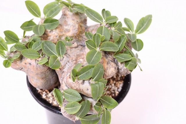 Pachypodium brevicaule パキポディウム ブレビカウレ 恵比寿笑い n