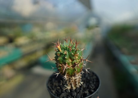 ユーフォルビア　群星冠　Euphorbia stellispina  No.2