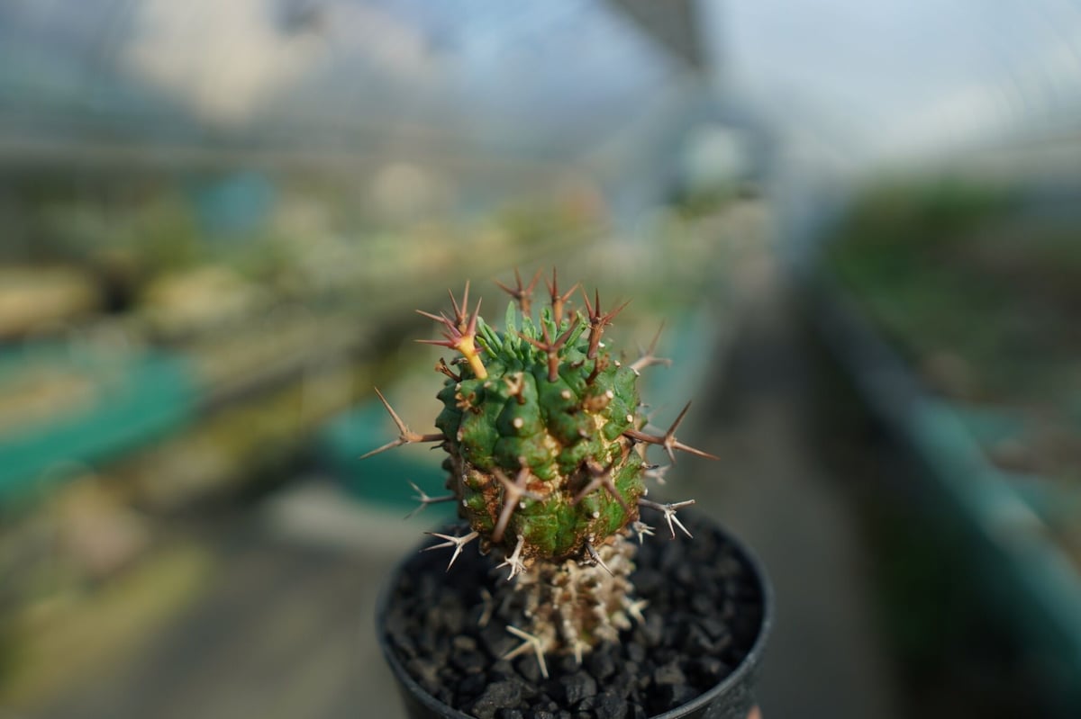 ユーフォルビア 群星冠 Euphorbia stellispina No.2 | mana'
