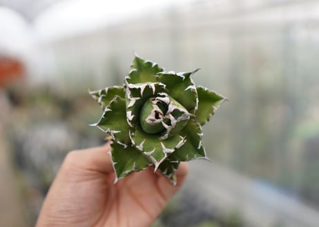 Agave titanota  Crab 螃蟹  NO.3