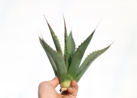 Agave shawii super clone