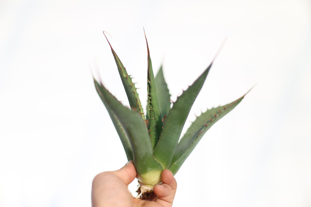 Agave shawii super clone | mana's farm:塊根植物・アガベ