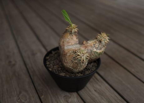 パキポディウム　エブレネウム　Pachypodium eburneum