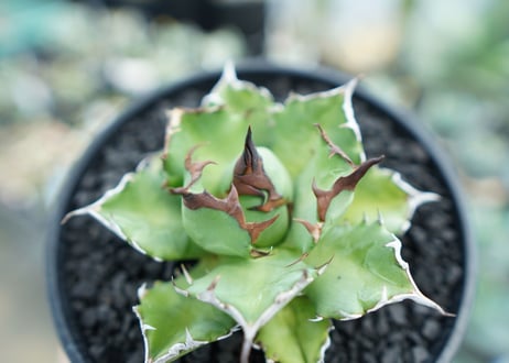 アガベ　チタノタ　姫厳竜　Agave titanota dwarf　No.2