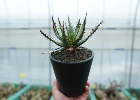 アロエ　ブルームⅡ　Aloe broomⅡ