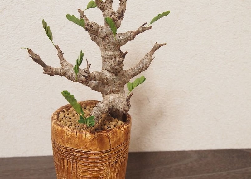 センナ メリディオナリス Senna meridionalis | mana's farm:塊