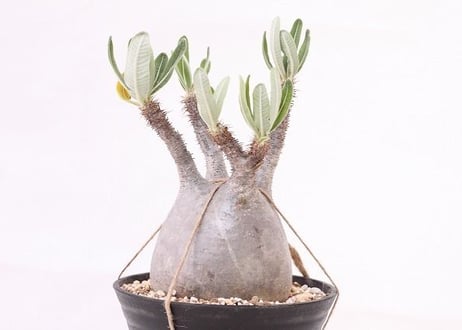 Pachypodium Gracilius パキポディウム  グラキリス  未発根  no. 4