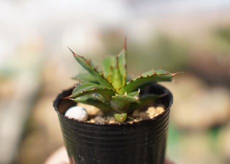 agave　ホリダ